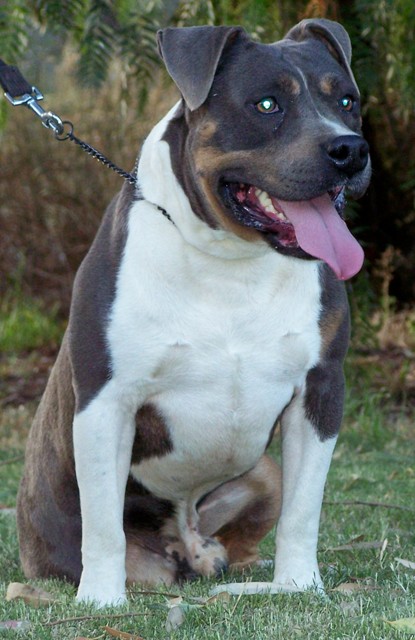 DDDawgs BRONX GANGSTA